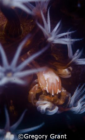 crab / f100 ans io5mm in sea and sea housing , twin strobes. by Gregory Grant 