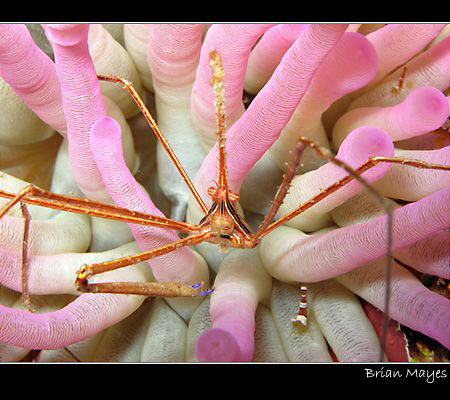 A Yellowline Arrow Crab defends his colourful anemone. Ta... by Brian Mayes 