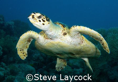 Hawksbill turtle, following the camera :-) by Steve Laycock 