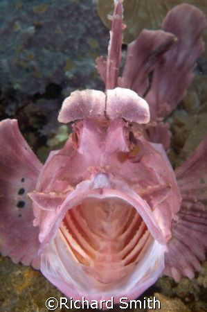 Paddle-flap scorpionfish (Rhinopias eschmeyeri) mid yawn! by Richard Smith 