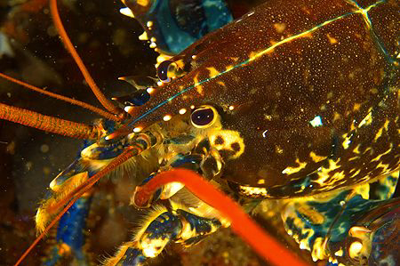 Big Lobster, St Abbs. Nikon D70 with 60mm lens. by Mike Clark 