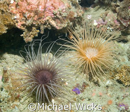 Image of 2 sea Anemones hangin' in the surge by Michael Wicks 