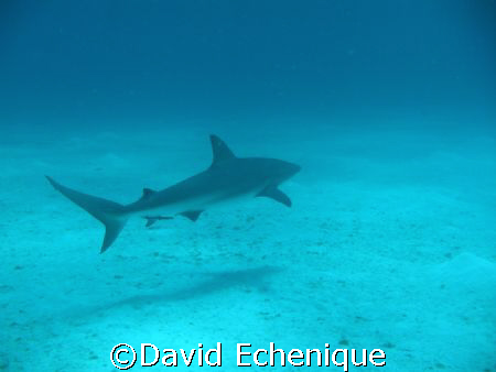 Black Tip Reef Shark taken at the Tongue of the Ocean  by David Echenique 