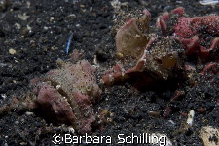 Master of disguise. This devil scorpionfish was so well c... by Barbara Schilling 