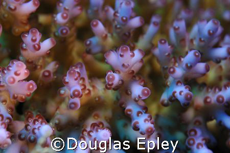 just a snapshot of a pretty little coral, kinda 3d effect... by Douglas Epley 