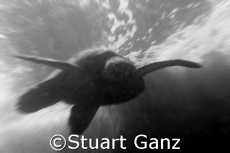 Turtle in the mist.... by Stuart Ganz 