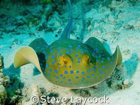 Blue spotted ray, swimming towards the camera by Steve Laycock 