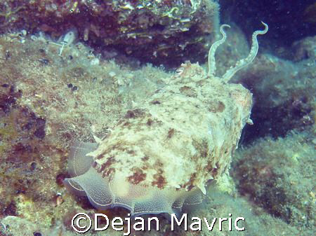 Cuttlefish got angry and leaving. Changed color to mimeti... by Dejan Mavric 