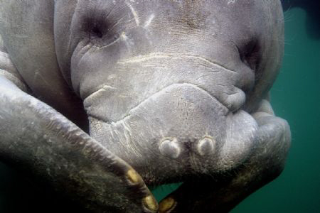 This manatee started to giggle after he heard my fish jok... by Ting Tsui 