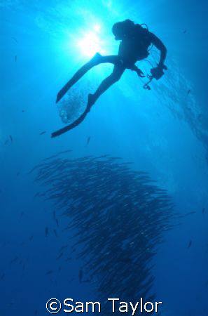 Diver photographing a barracuda school. Blue Corner Palau... by Sam Taylor 