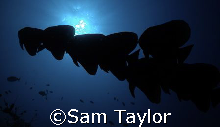 Batfish silhouette (did i spell that right?) by Sam Taylor 