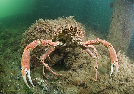 Spiny spider crab. Trefor pier. D200, 10.5mm. by Derek Haslam 