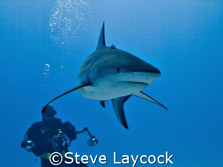 Caribbean reef shark , and photographer by Steve Laycock 