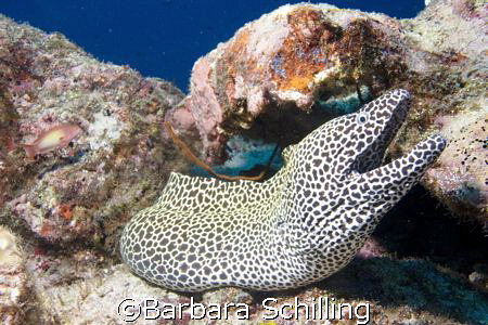 This gorgeous honeycombe moray posing for a good shot by Barbara Schilling 