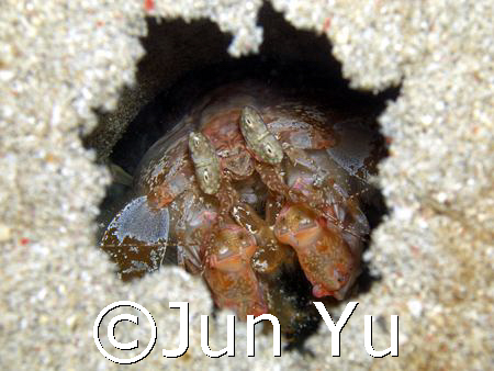 Mantis shrimp was taken last may 28, 2007 by Jun Yu 