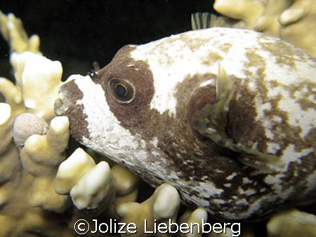 Although wary of giving sleeping fish arch eyes, I just h... by Jolize Liebenberg 