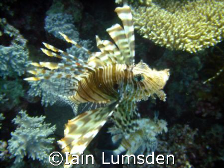 Lion Fish says hello! by Iain Lumsden 