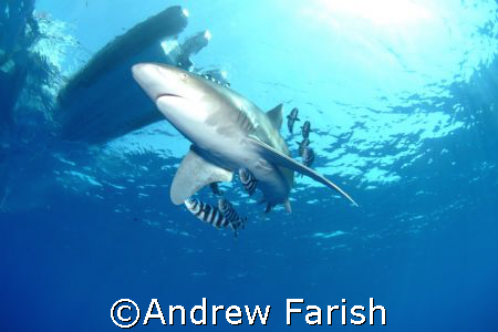 shark  by Andrew Farish 