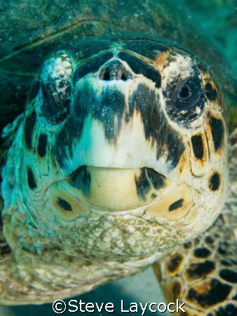 Hawksbill turtle looking into the lens by Steve Laycock 