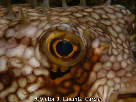 close up to a porcupinefish at night dive in st kitt!!! by Victor J. Lasanta Garcia 