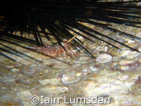 Dancing shrimp in Urchin on the hull of the wreck of a mi... by Iain Lumsden 