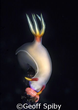 taken on a night dive at Nudi Falls, Kungkungan Bay Resort by Geoff Spiby 