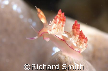 Nudibranch (Flabellina rubrolineolata) swaying in the cur... by Richard Smith 
