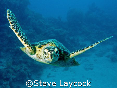 Hawksbill turtle, foolowing the camera by Steve Laycock 