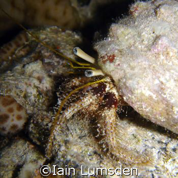 Hermit crab on night dive by Iain Lumsden 