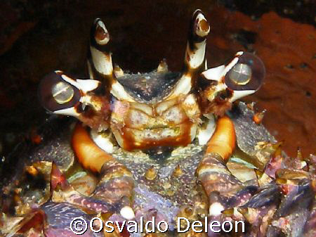 Caribbean Lobster eye. Olympus sp 350 by Osvaldo Deleon 