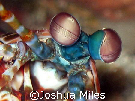 Mantis Shrimp, I love the way these guys move. GBR by Joshua Miles 