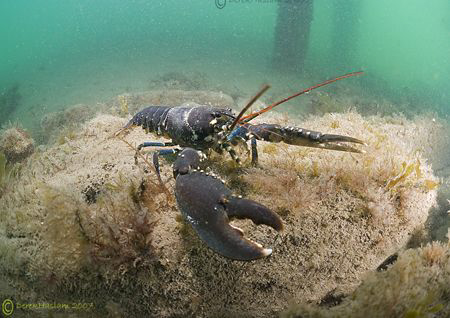 Common lobster. North Wales. D200, 10.5mm. by Derek Haslam 