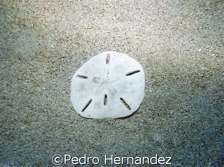 Key Hole Sea Urchin,Palmas Del Mar Humacao,Puerto Rico by Pedro Hernandez 