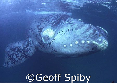 This whale has deep gashes (healed) from a ships propello... by Geoff Spiby 