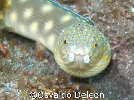 Sharptail Eel  at Saba Olympus SP 350 by Osvaldo Deleon 