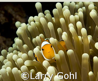 Anemone Fish in Wakatobi by Larry Gohl 