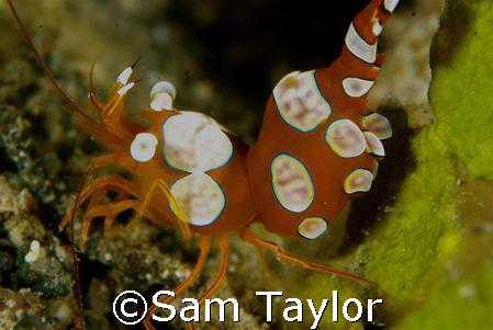 Cleaner shrimp. 105mm by Sam Taylor 