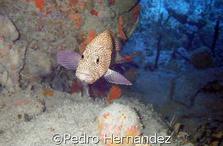 Red Hind Grouper,Palmas Del Mar Humacao, Puerto Rico by Pedro Hernandez 