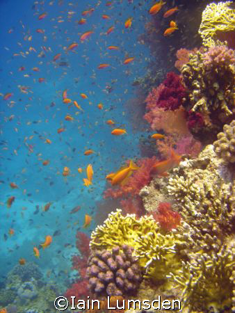 Aquarium Reef, Red Sea Hurghada by Iain Lumsden 