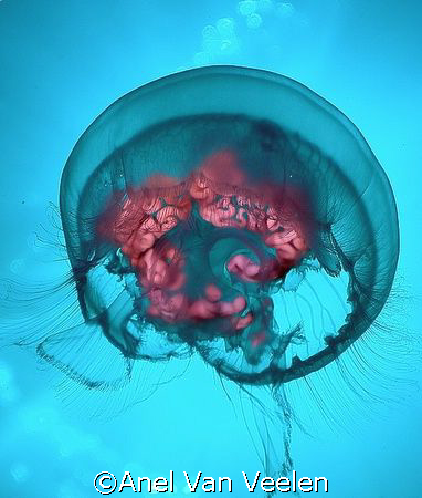 Moon jellyfish - Ulmariidae. by Anel Van Veelen 