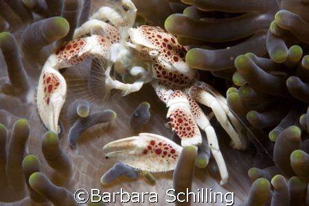 This little guy was well hidden within an anemone. by Barbara Schilling 
