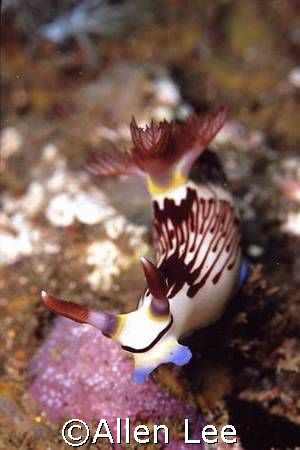 nudibranch,Malapascua. by Allen Lee 