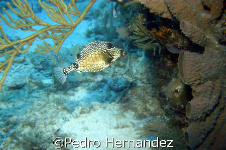 Smooth TrunkFish,Palmas Del Mar , Puerto Rico.Camera DC300 by Pedro Hernandez 