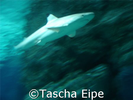 blacktip reef shark by Tascha Eipe 
