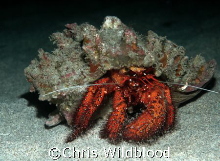 Hermit, Indonesia 2005 by Chris Wildblood 
