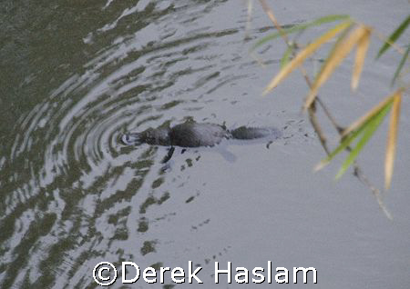 Duck-billed platypus. Queensland. D200, 18- 200mm. by Derek Haslam 