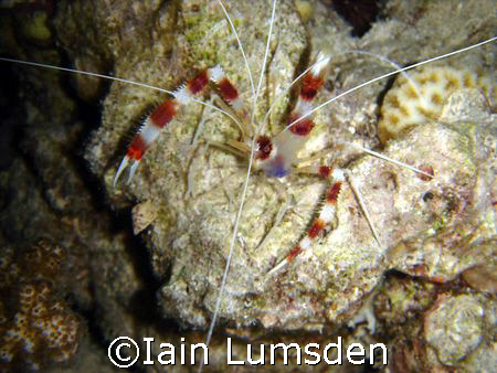 Banded Boxer Shrimp posing on night dive, the barge, beac... by Iain Lumsden 