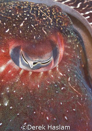 Giant cuttle fish eye. Sydney. D200, 60mm. by Derek Haslam 