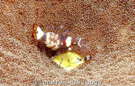 Anemone shrimp on the job by Louwrens De Lange 