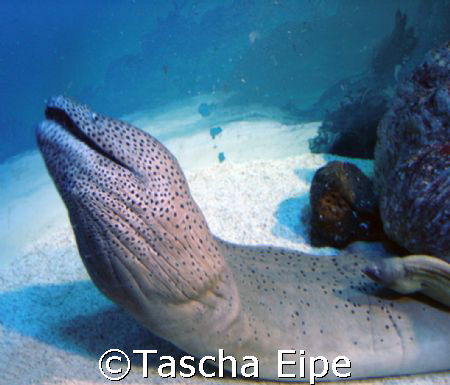 Moray eel by Tascha Eipe 